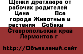Щенки дратхаара от рабочих родителей › Цена ­ 22 000 - Все города Животные и растения » Собаки   . Ставропольский край,Лермонтов г.